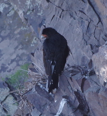 Daptrius megalopterus