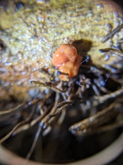 Dacrymyces stillatus