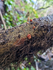 Dacrymyces stillatus