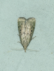 Aphomia sociella
