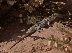 Liolaemus nigroviridis