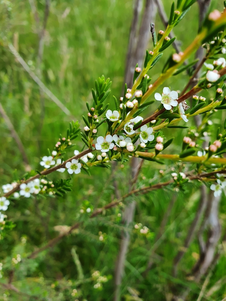 Baeckea utilis