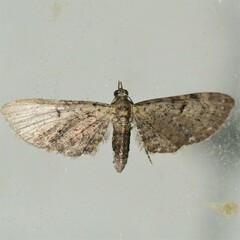 Eupithecia miserulata