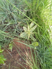 Aloe greatheadii davyana