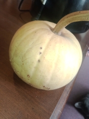 Cucurbita maxima maxima