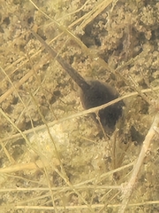 Lithobates berlandieri