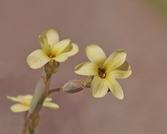 Sisyrinchium