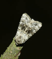 Hecatera bicolorata