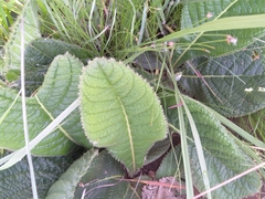 Berkheya setifera