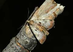 Epilecta linogrisea
