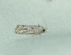 Lobesia helichrysana