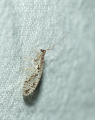 Micromus variegatus