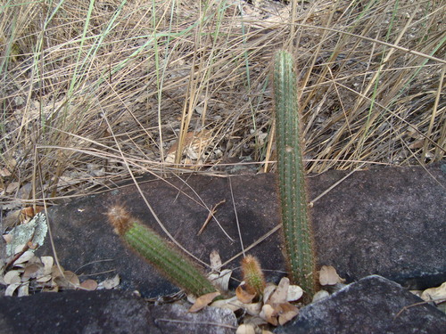Arthrocereus melanurus ssp. odorus