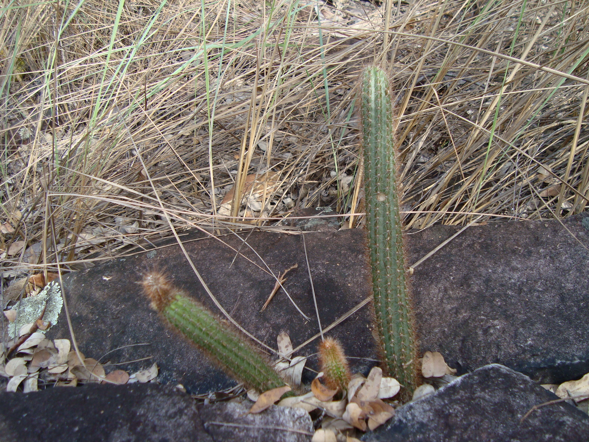 Arthrocereus melanurus ssp. odorus