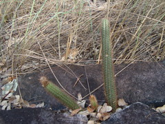 Arthrocereus melanurus