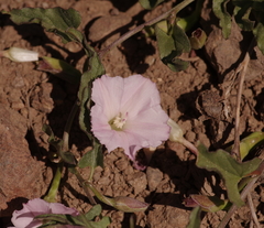 Convolvulus demissus