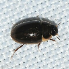 Enochrus