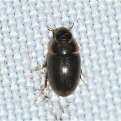 Enochrus