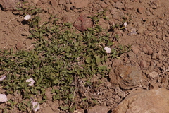 Convolvulus demissus