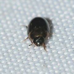 Enochrus