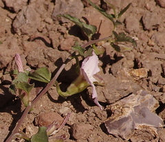 Convolvulus demissus