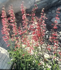 Penstemon