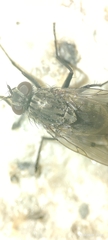 Fucellia