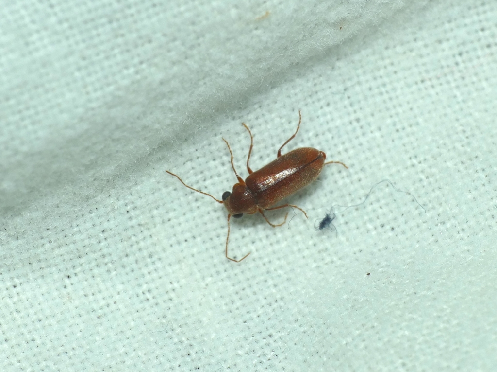 Ernobius gigas
