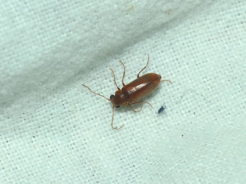 Representative image of Ernobius gigas