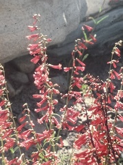 Penstemon
