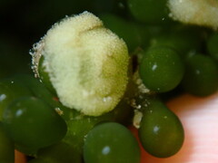 Oxynoe viridis