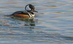 Lophodytes cucullatus