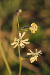 Silene legionensis