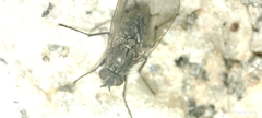 Fucellia