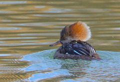 Lophodytes cucullatus