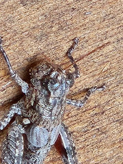 Agroecotettix modestus