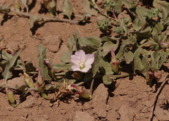Convolvulus demissus