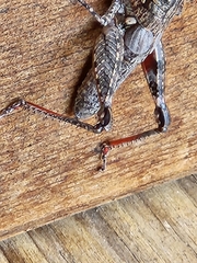 Agroecotettix modestus