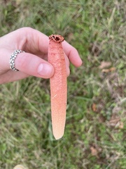 Lysurus periphragmoides