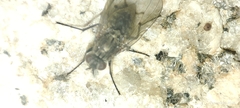 Fucellia
