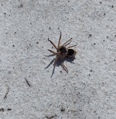 Pavocosa