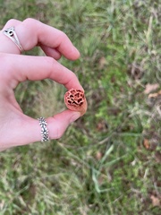 Lysurus periphragmoides