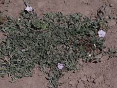 Convolvulus demissus
