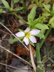 Sabatia calycina