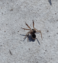 Pavocosa