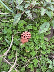 Lysurus periphragmoides