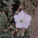 Convolvulus demissus - Photo (c) charif_tala, some rights reserved (CC BY-NC)