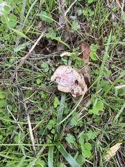 Lysurus periphragmoides