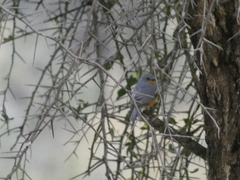 Melaenornis semipartitus