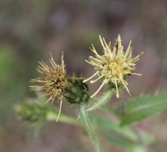 Cirsium parryi